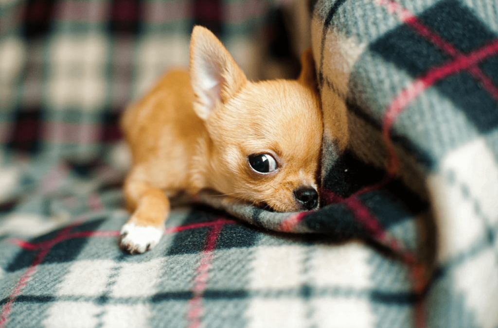 Comprar um Cão Online