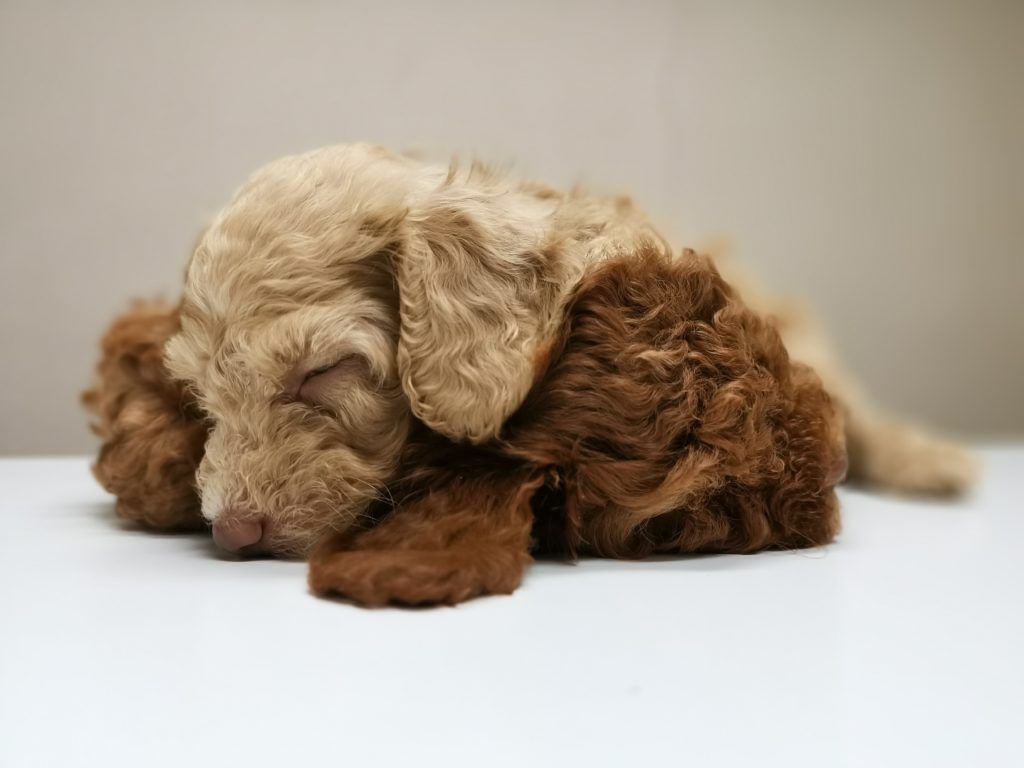 criadero canino