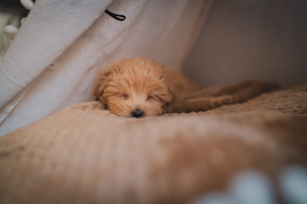 criadero de perros mini