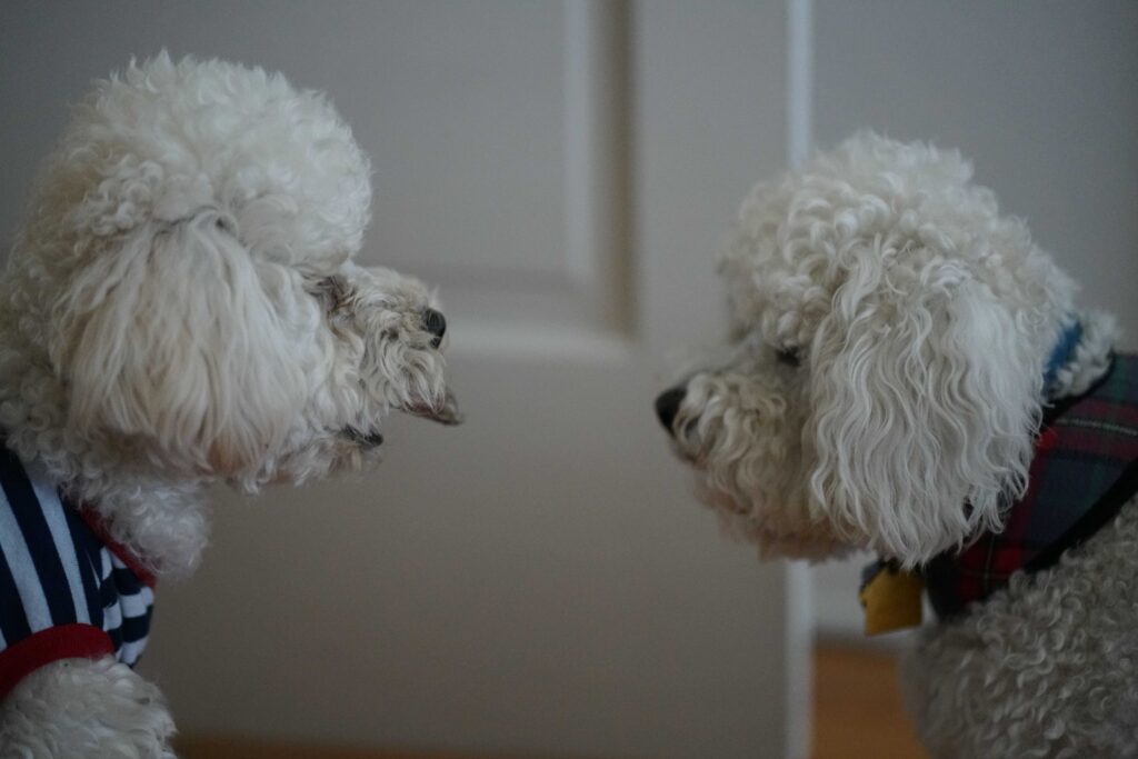 el celo en los perros