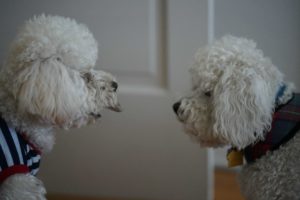 el celo en los perros