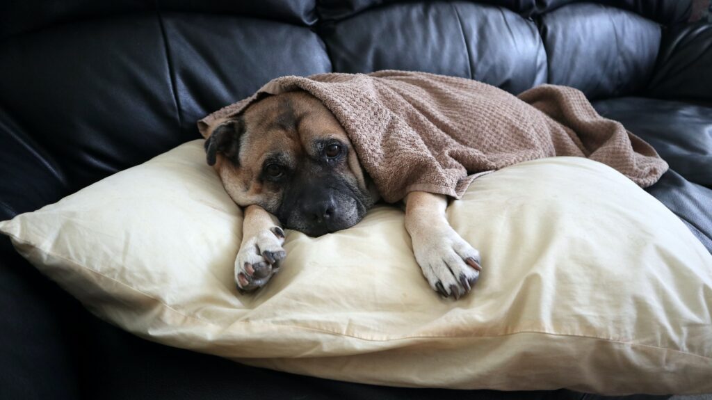esperanza de vida perros