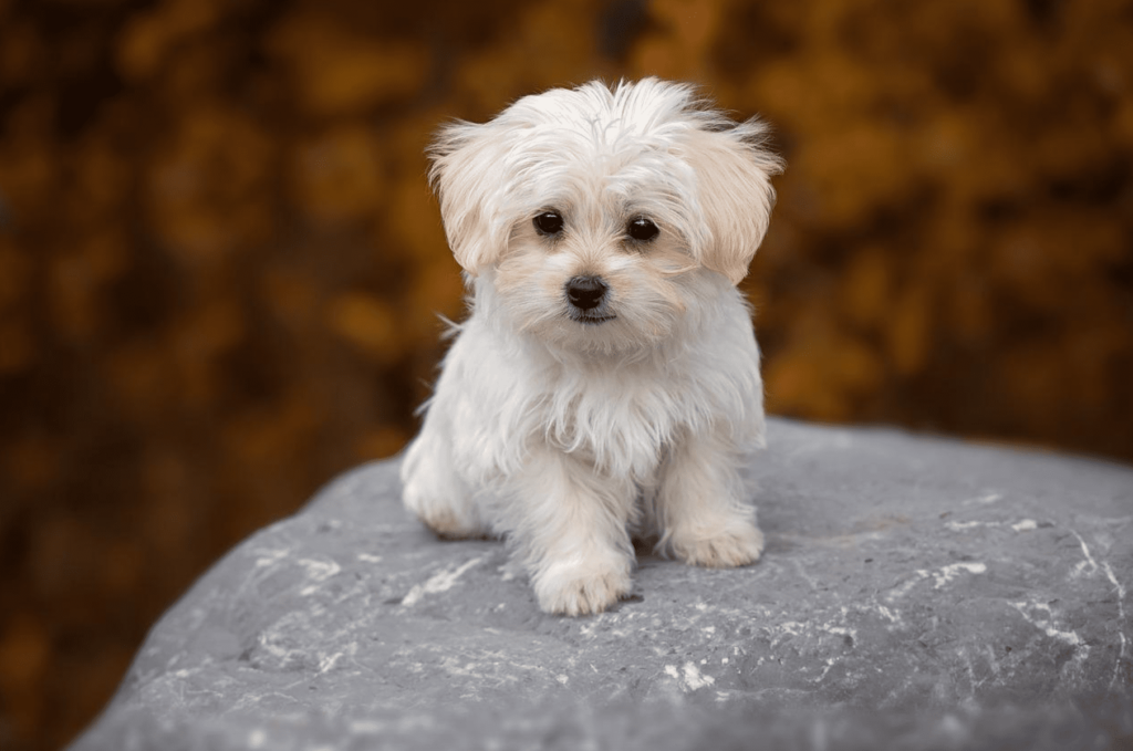 Comprar um Cão Online