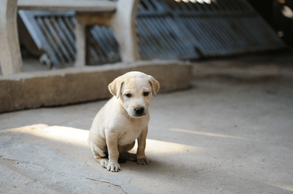 Comprar um Cão Online