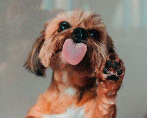 nombres para perros pequeños