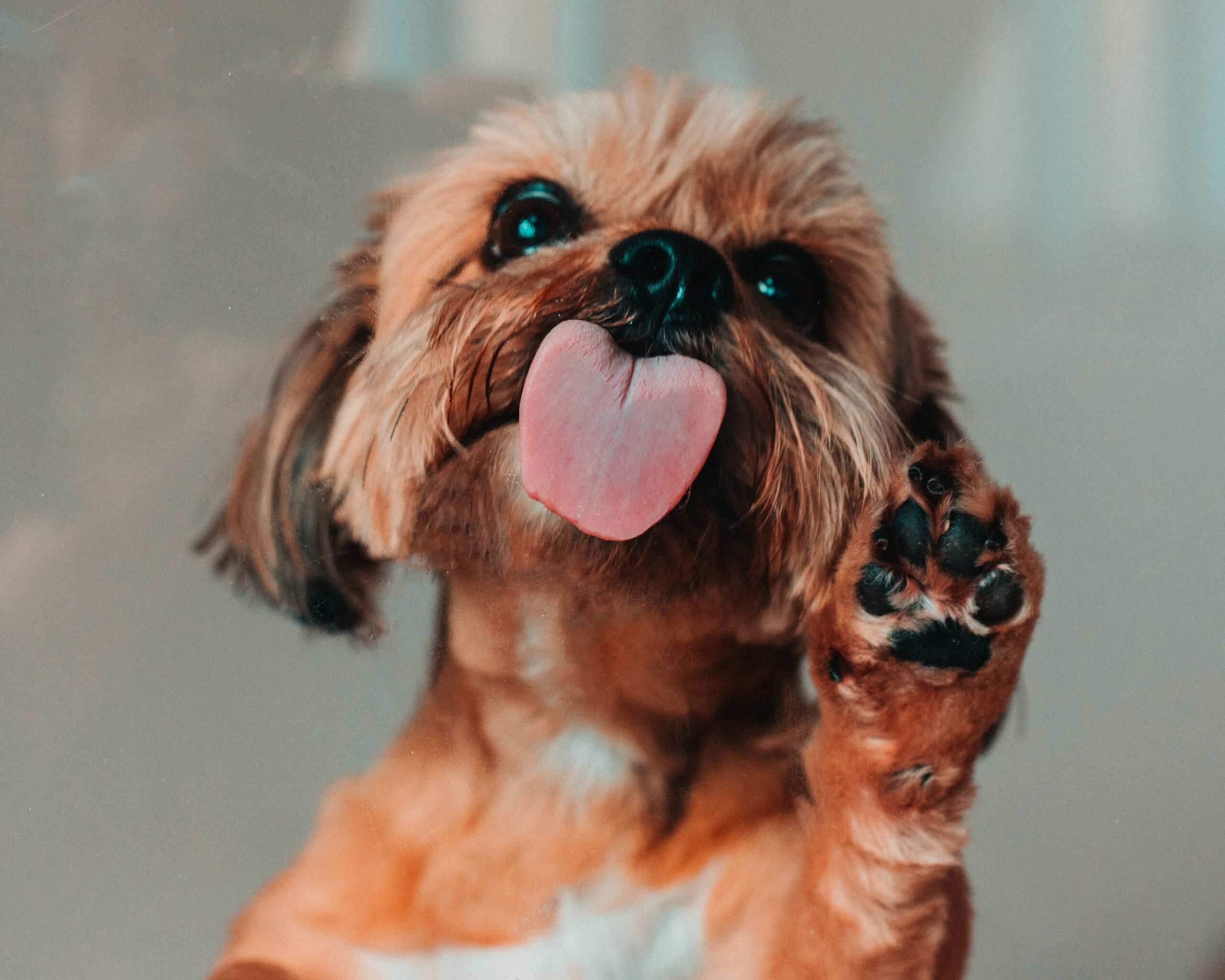 nombres para perros pequeños