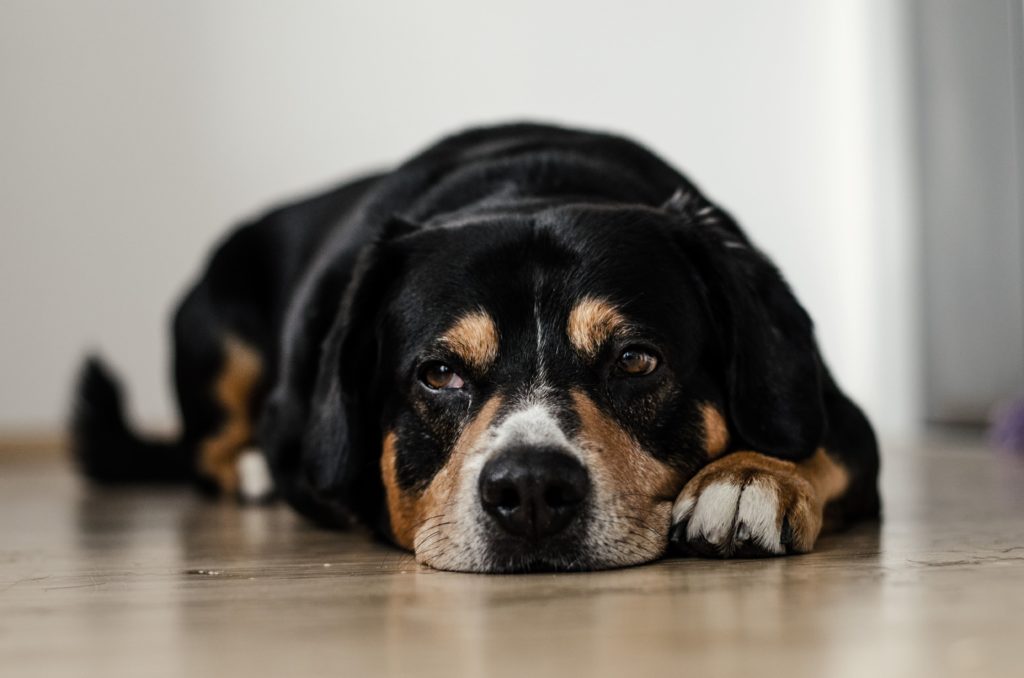 seguro para veterinario