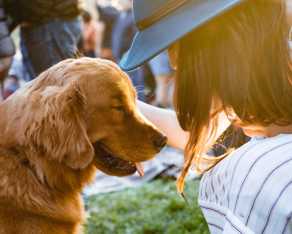 seguros para mascotas