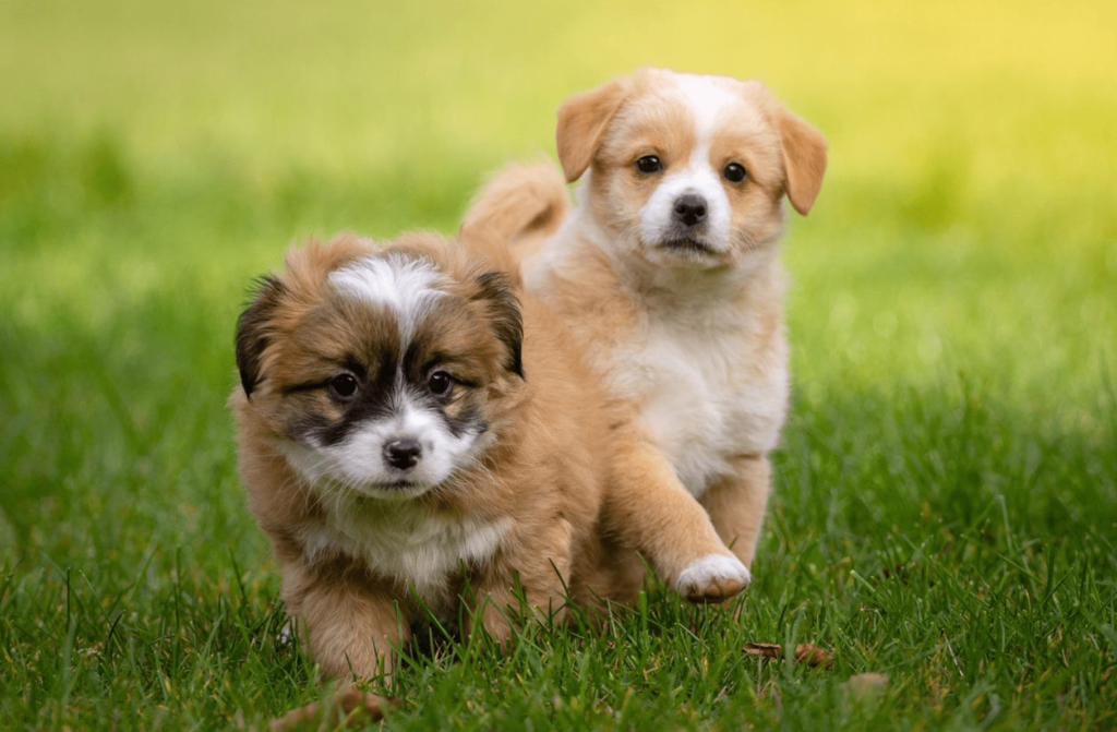 Comprar um Cão Online