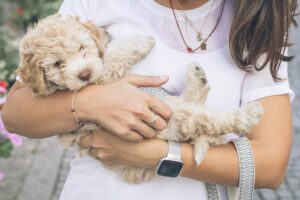 Beneficios de tener un perro