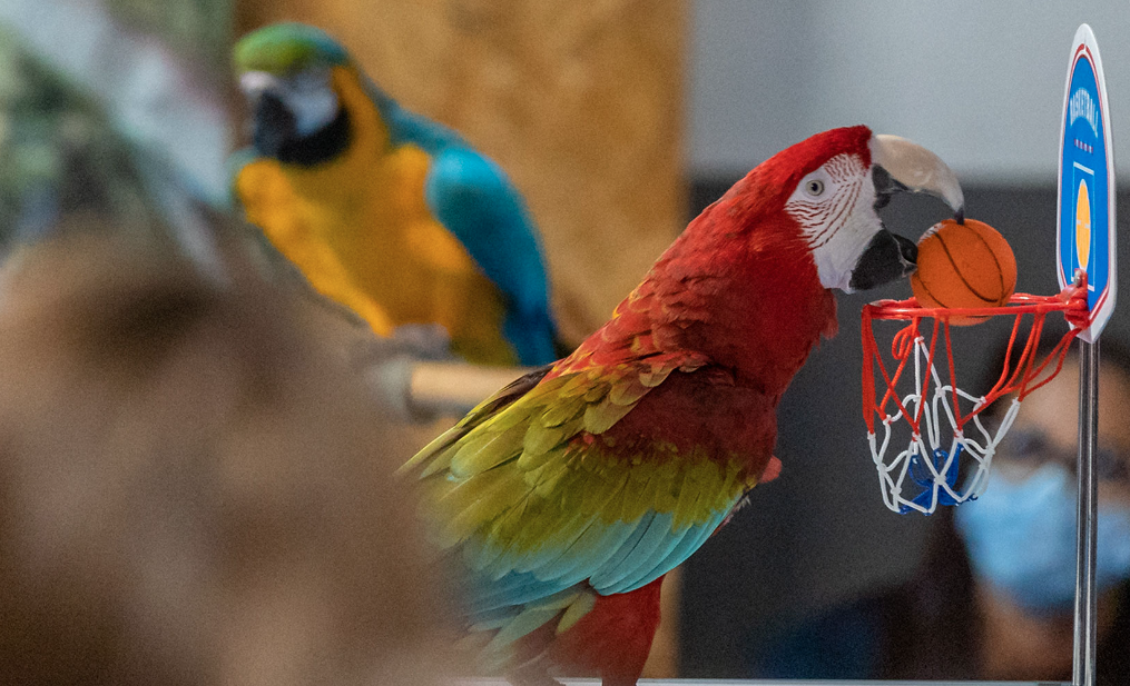 Exposición animales domésticos