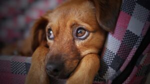 leishmaniosis en perros, leishmaniosis canina