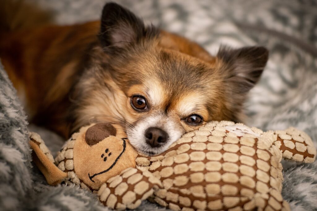 chihuahua cuánto vive