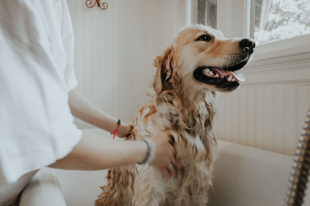 leishmaniosis en perros, leishmaniosis canina