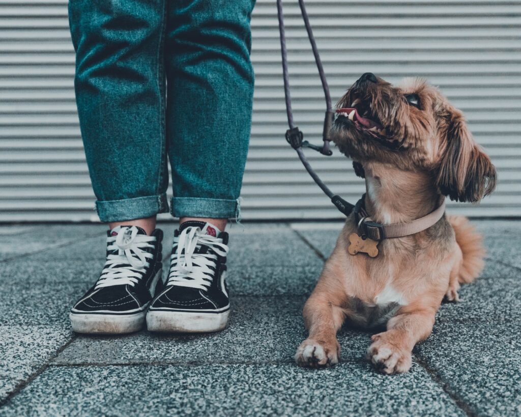 cuánto viven los perros