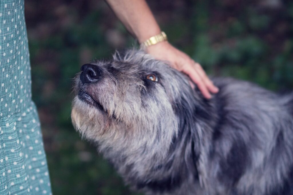 edad de los perros