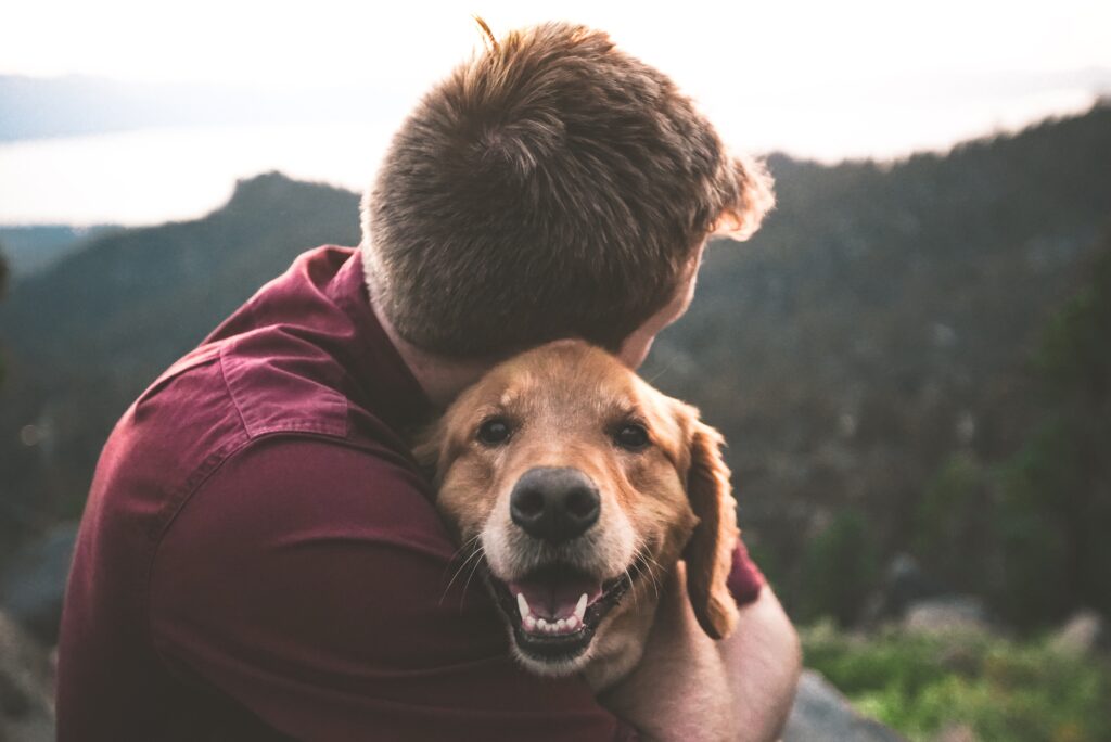 leishmaniosis en perros, leishmaniosis canina