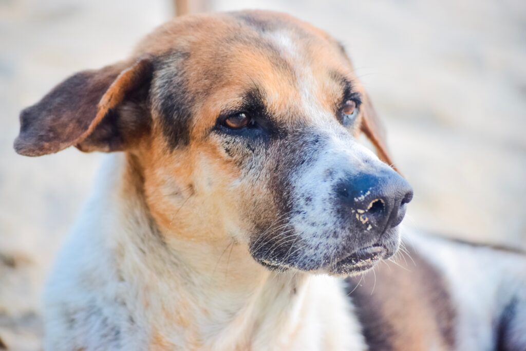 leishmaniosis en perros, leishmaniosis canina