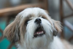 shih tzu miniatura donde comprar