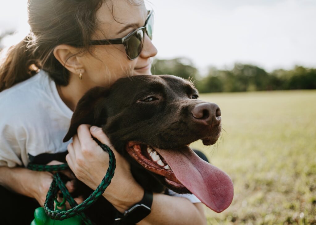 leishmaniosis en perros, leishmaniosis canina