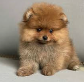 Pomerania cara de muñeza