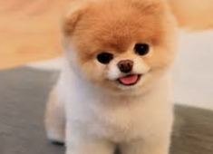 Pomerania cara de oso