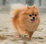 Pomerania cara de zorro