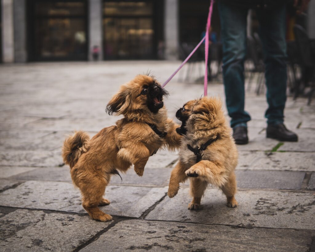 como hacer que dos perros sean amigos