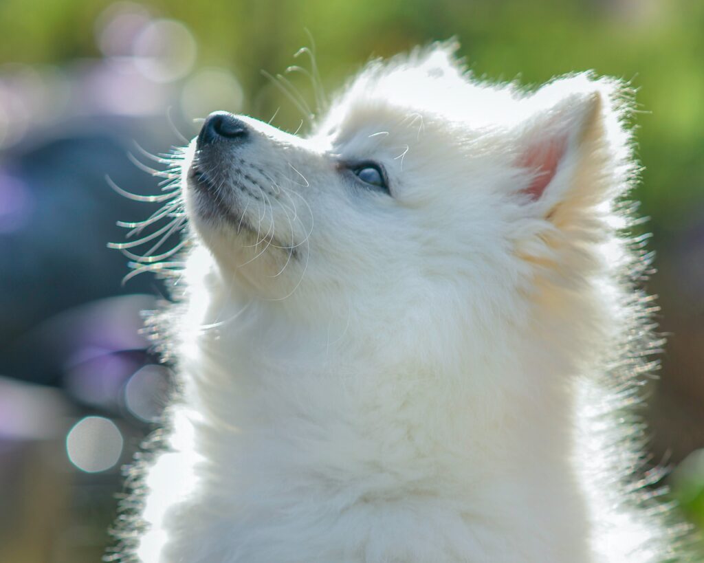 comprar cachorro pomerania