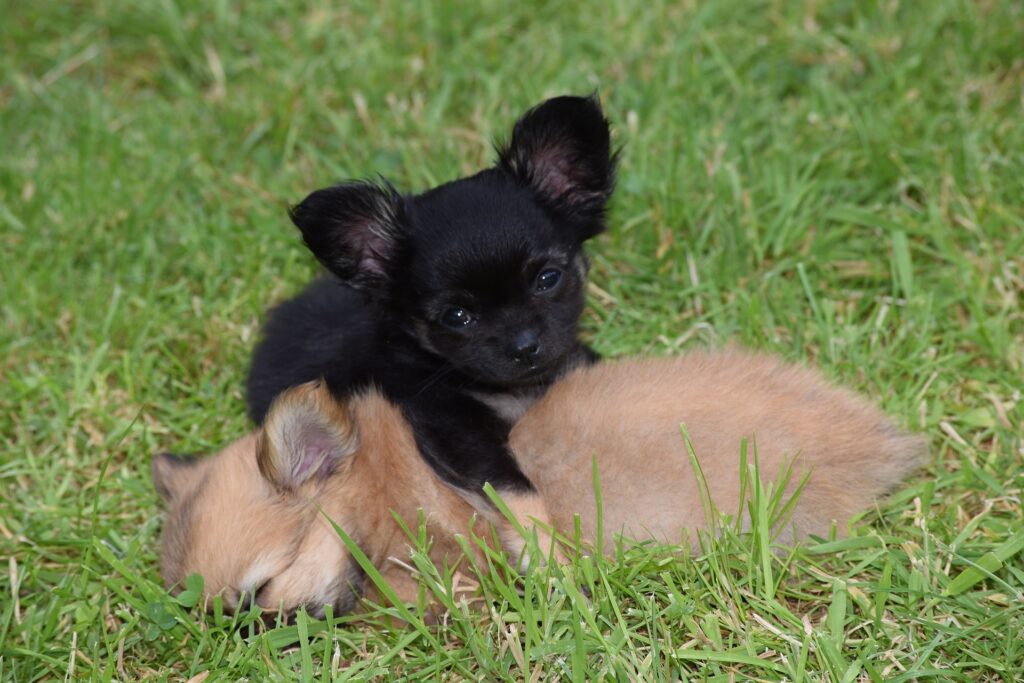 comprar cachorros de raza mini