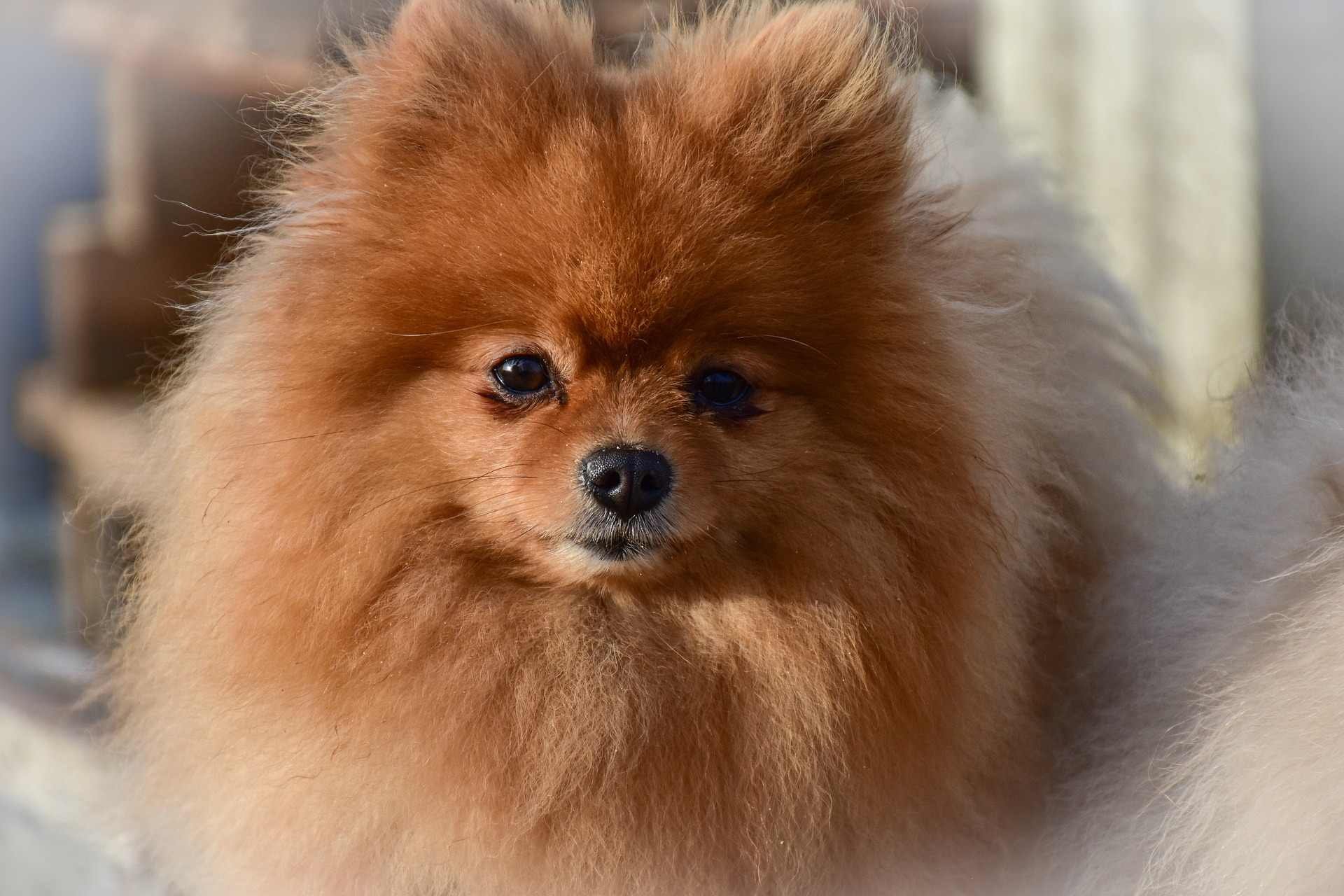 comprar pomerania en españa