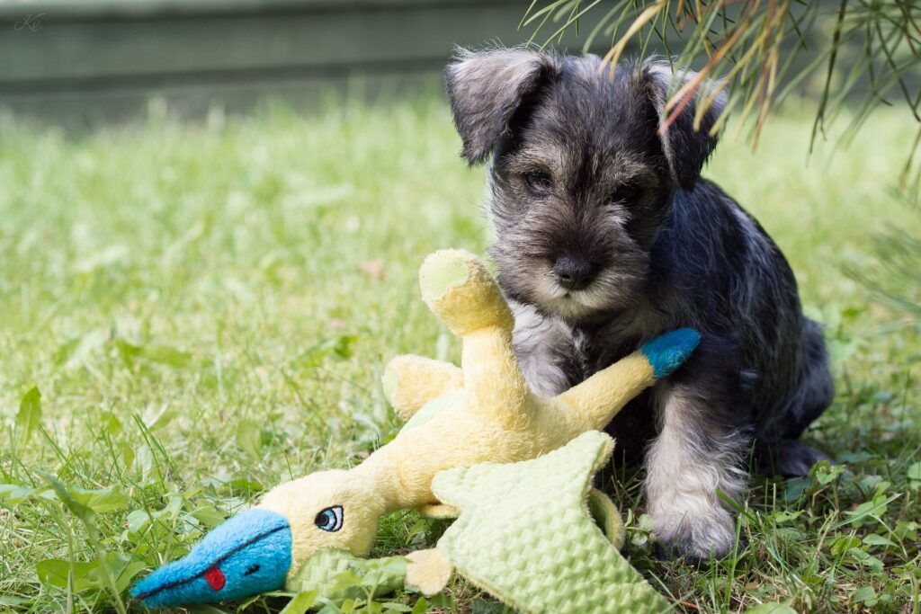 comprar schnauzer