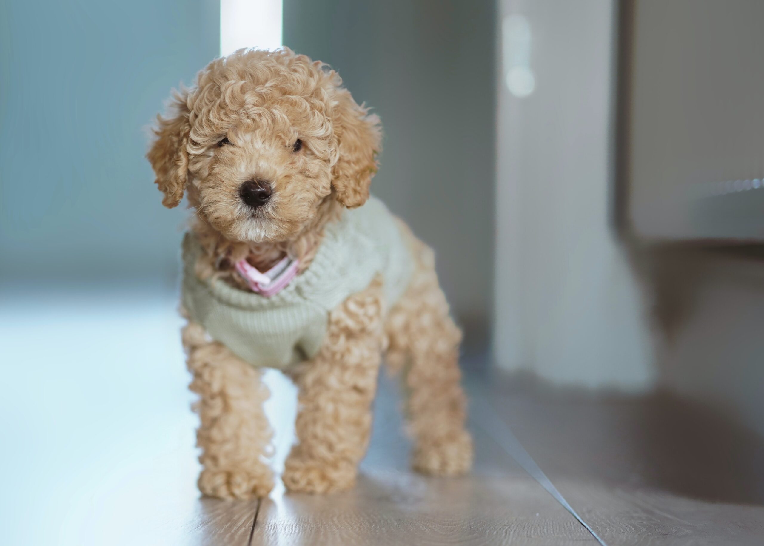 comprar-un-cachorro-toy-en-españa