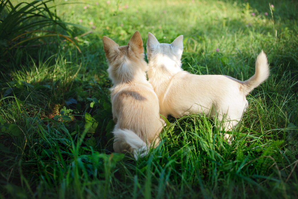 cómo presentar a dos perros