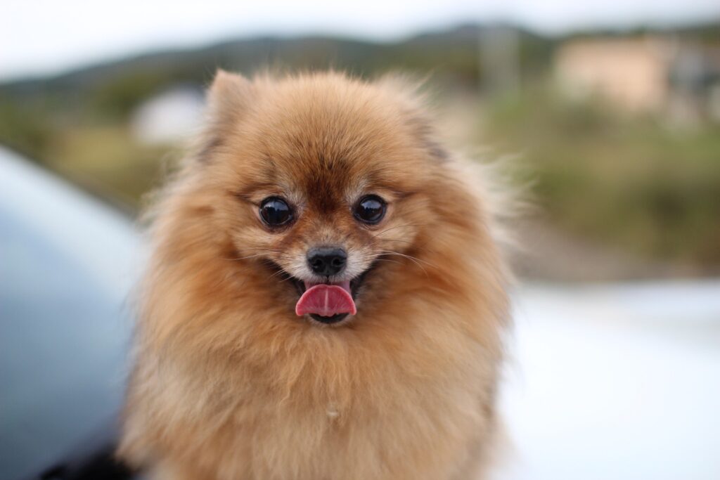 donde comprar pomerania