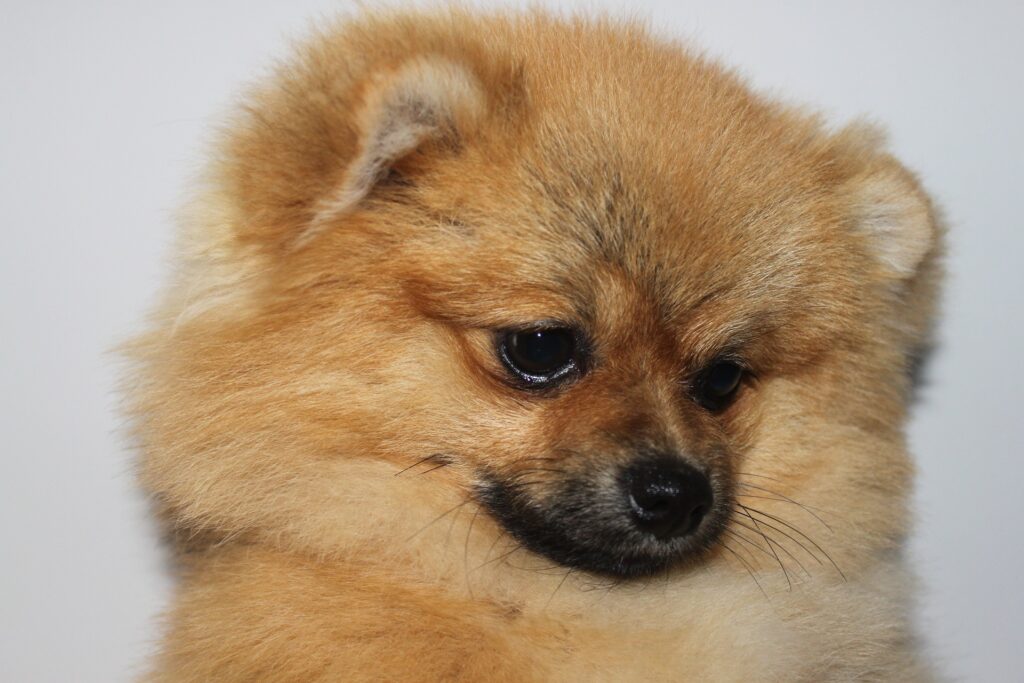 dónde comprar cachorros de raza en españa