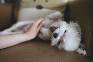 embarazo psicológico en perros