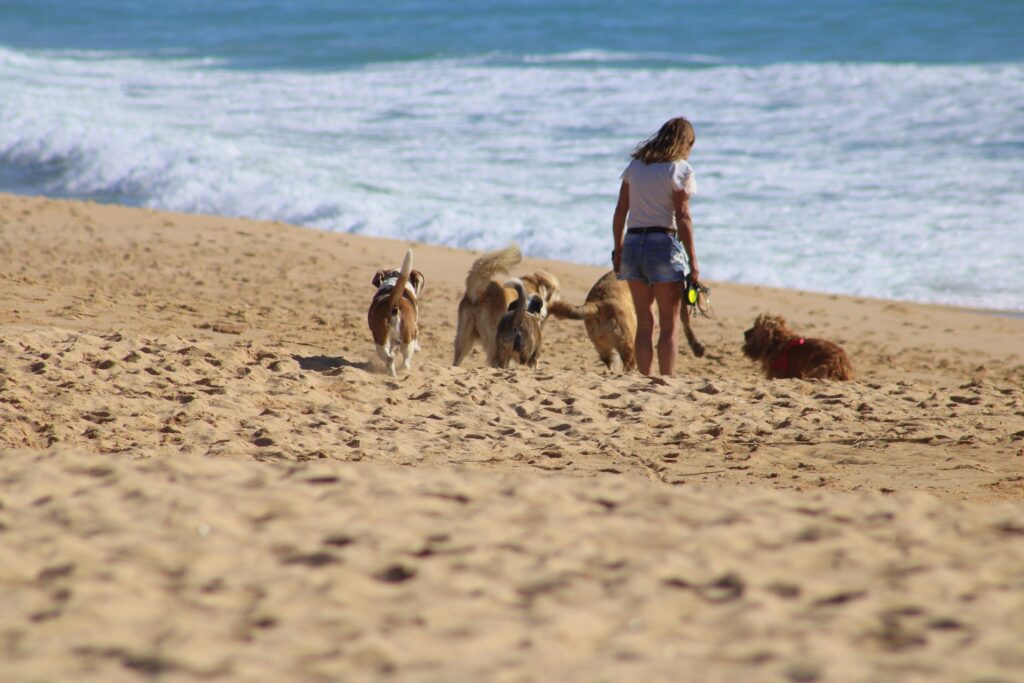 etologia canina
