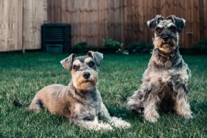 introducir un segundo perro en casa