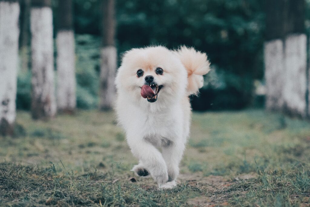 pomerania mini