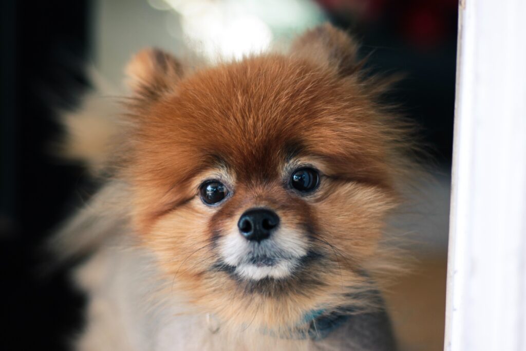 pomerania miniatura
