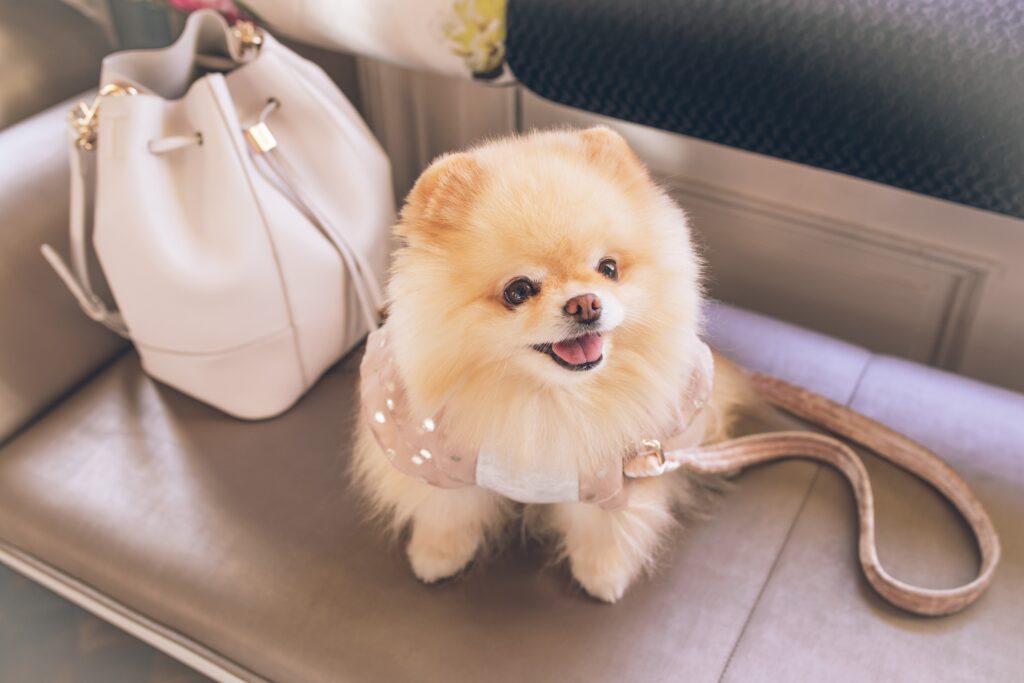 pomerania toy