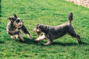 socializar a un perro desde cachorro
