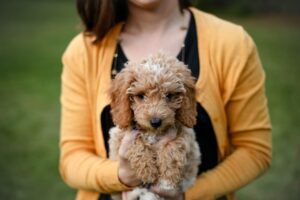 Qué hacer si te han regalado un cachorro
