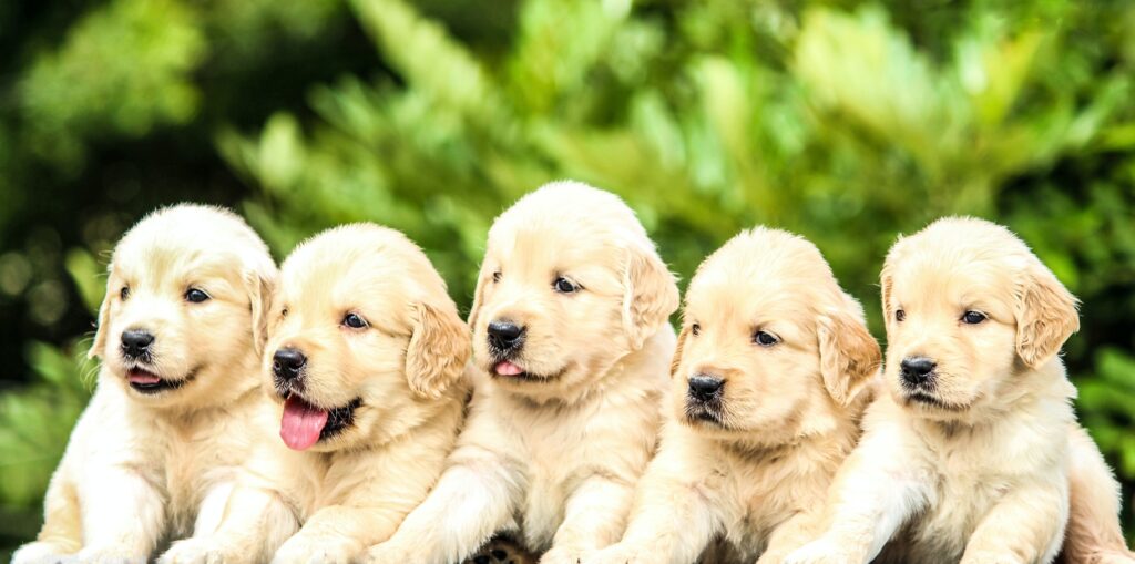 cachorros de raza grande