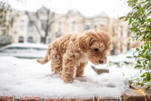 Los perros en invierno