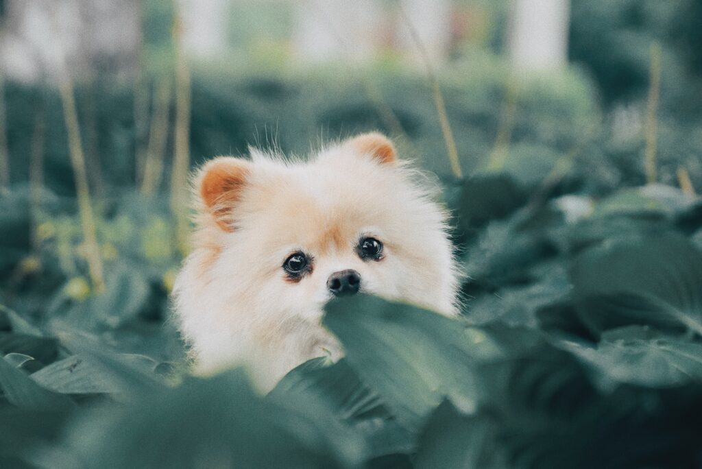 características de las razas de perro