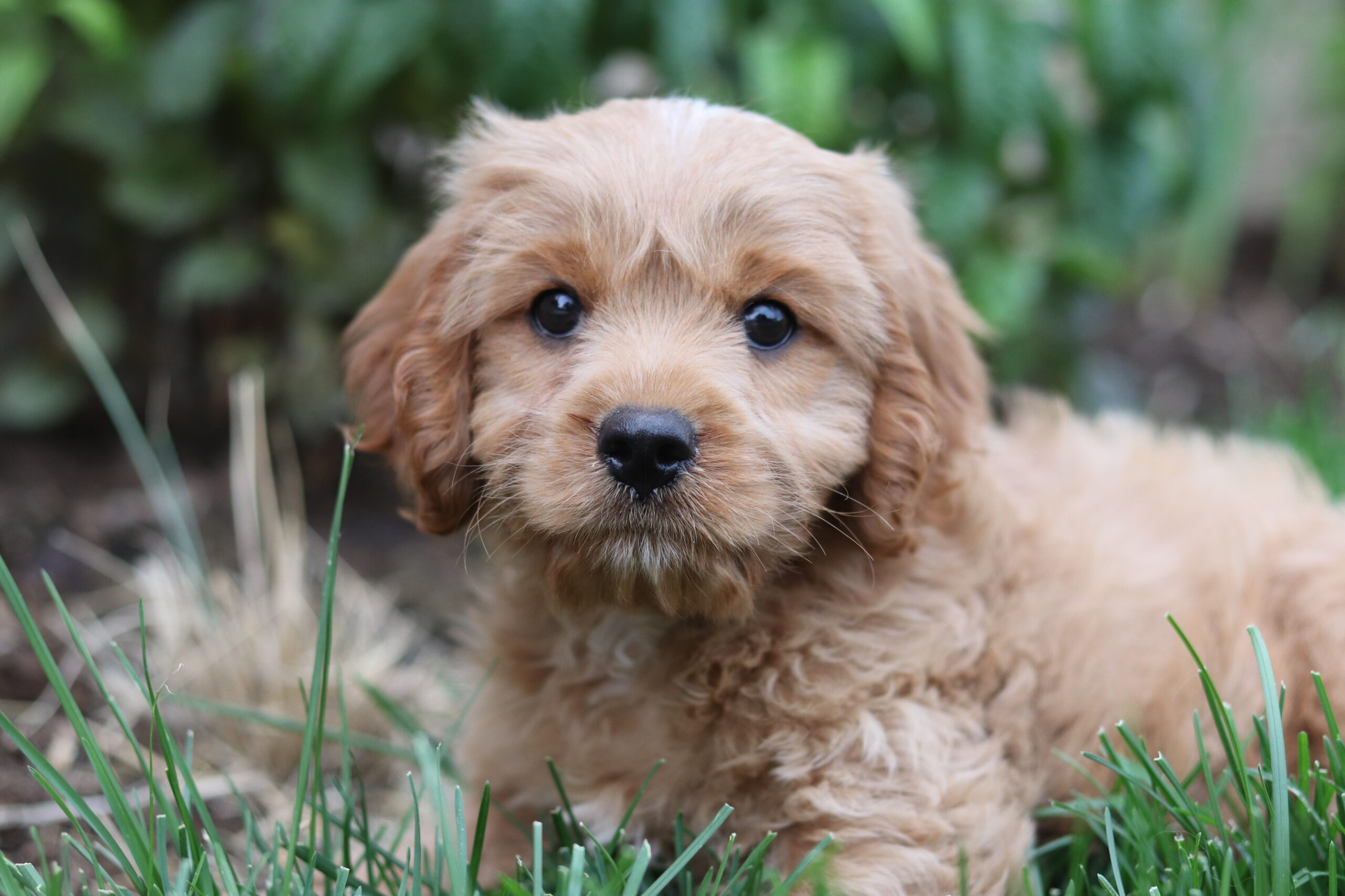 como elegir al perro ideal