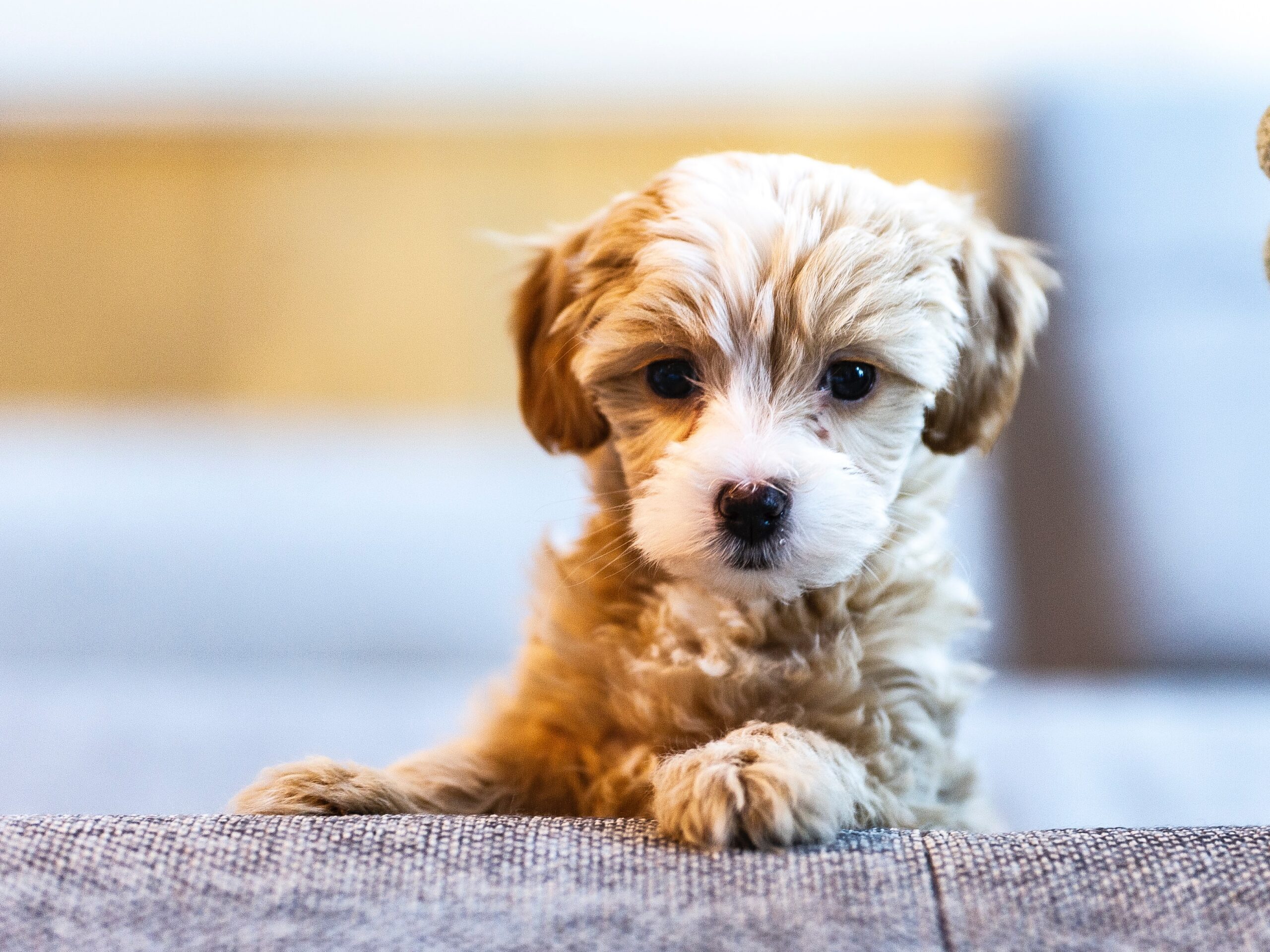 como elegir el cachorro ideal
