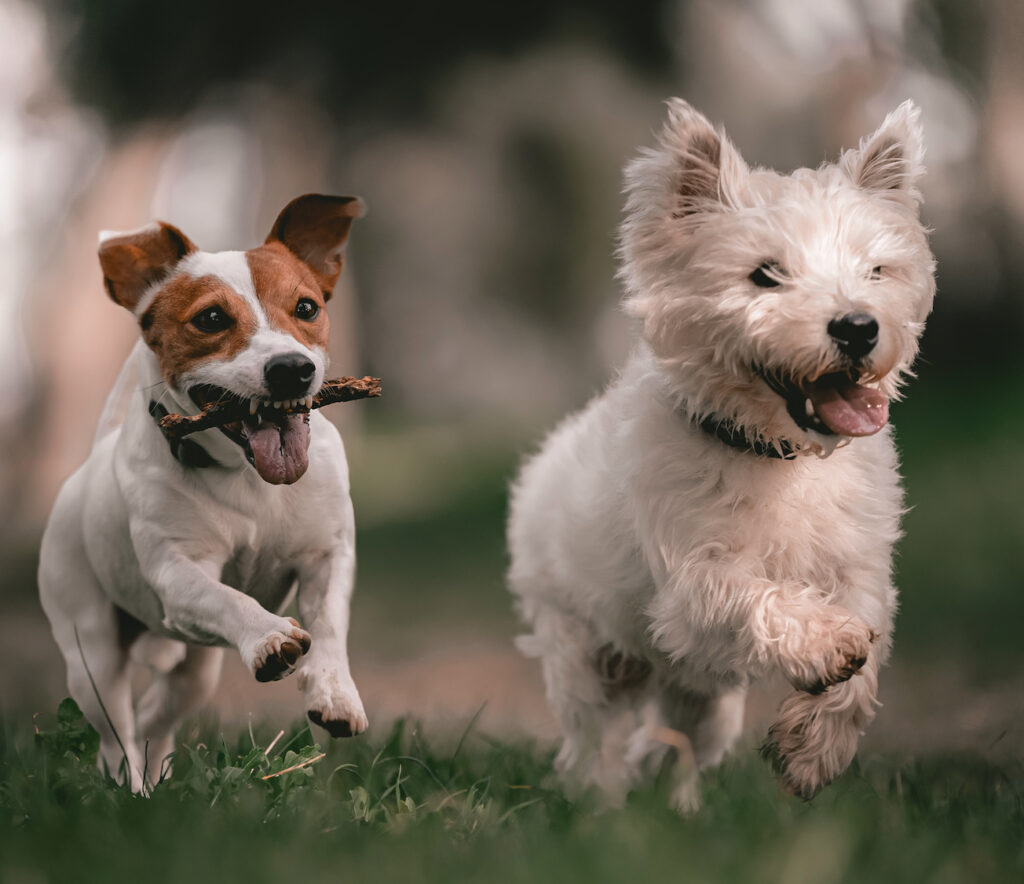 como hacer feliz a mi perro